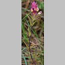 Melampyrum (pszeniec)