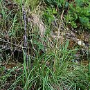 Bromus erectus (stokłosa prosta)