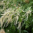 Aruncus (parzydło)