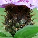 Centaurea oxylepis (chaber ostrołuskowy)