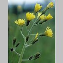 Crepis praemorsa (pępawa różyczkolistna)