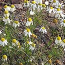 Matricaria perforata (maruna bezwonna)