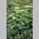 Peucedanum ostruthium (gorysz miarz)
