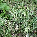 Phalaris arundinacea Picta