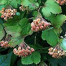 Physocarpus (pęcherznica)