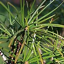 Sciadopitys verticillata (sośnica japońska)