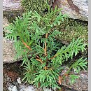Cupressaceae (cyprysowate)