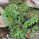 Thuja (żywotnik)