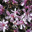 Magnolia ×loebneri