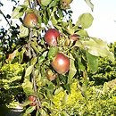Malus sieversii cv. Niedzwetzkyana (jabłoń Niedźwiedzkiego)