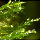 Neckera (miechera)