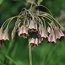 Nectaroscordum (nektaroskorodum)