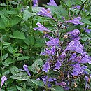 Nepeta sibirica (kocimiętka syberyjska)