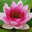 Nymphaea hort. Bory de Saint-Vincent