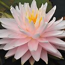 Nymphaea hort. Gloire du Temple-sur-Lot