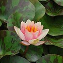 Nymphaea hort. Graciella