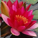 Nymphaea hort. Laydekeri Fulgens