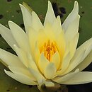 Nymphaea hort. Texas Dawn