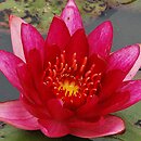 Nymphaea hort. William Falconer