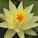 Nymphaea hort. Yellow Princess