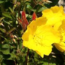 Oenothera tetragona Fireworks
