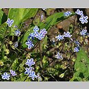 Omphalodes cappadocica (ułudka kapadocka)