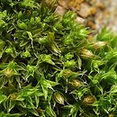 Orthotrichum diaphanum (szurpek przeźroczysty)