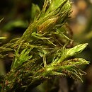 Orthotrichum lyellii (szurpek porosły)