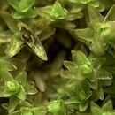 Orthotrichum (szurpek)