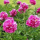 Paeonia lactiflora (piwonia chińska)