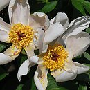 Paeonia mascula (piwonia koralowa)