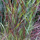 Panicum virgatum Rotstrahlbusch