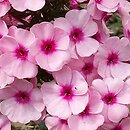 Phlox paniculata Bright Eyes