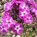 Phlox paniculata Lilac Flame