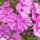 Phlox paniculata Mrs. Ethel Prichard