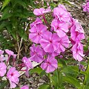 Phlox paniculata (floks wiechowaty)