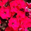 Phlox paniculata Red Riding Hood