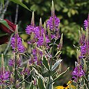 Physostegia virginica (odętka wirginijska)