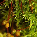 Plagiopus oederiana (płaskodziur trójkątny)