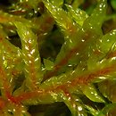 chronione mchy