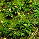 Pogonatum (płonniczek)