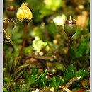 Pogonatum nanum (płonniczek karłowaty)