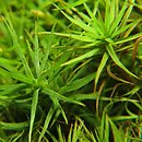 Polytrichastrum alpinum (złotowłos alpejski)