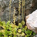 Pyrola (gruszyczka)