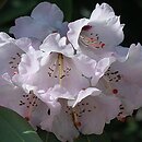 Rhododendron calophytum