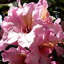 Rhododendron hort. Duke of York