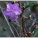 Rhododendron sichotense (różanecznik sichoteński)