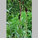 Rudbeckia occidentalis (rudbekia zachodnia)