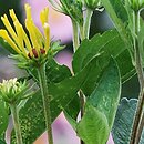 Rudbeckia subtomentosa