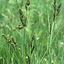 Carex hartmaniorum (turzyca Hartmana)